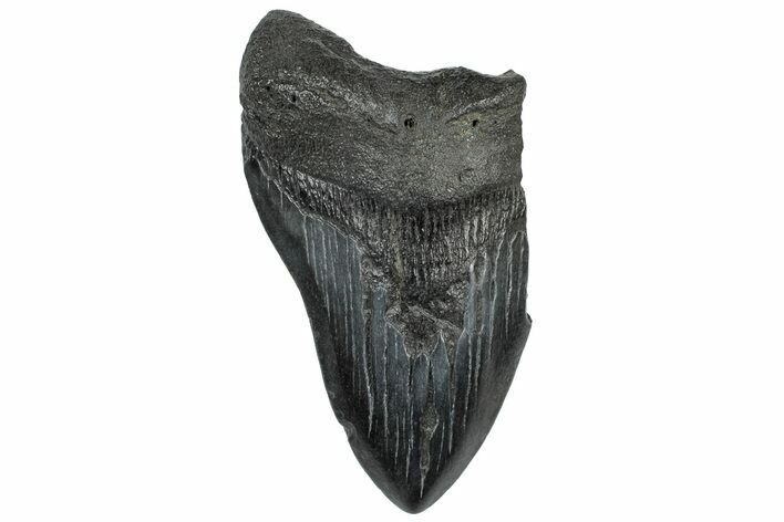 Partial, Fossil Megalodon Tooth - South Carolina #309534